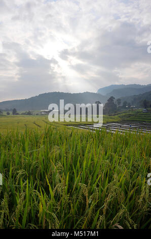 Trat Reisfelder bei Mae Klang Luang in der Doi Inthanon Nationalpark, Chiang Mai, Nordthailand. Stockfoto