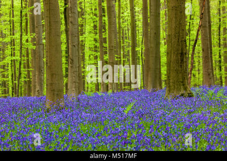 Berühmten Wald Hallerbos Belgien in Brüssel Stockfoto