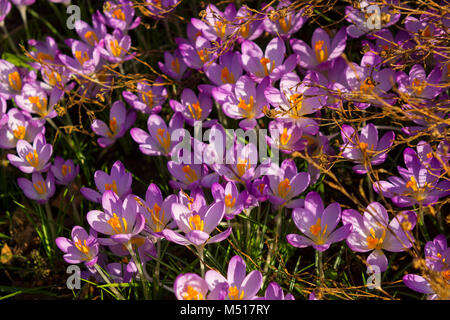 Die ersten Anzeichen des Frühlings in Mitte Februar angekündigte durch diese frühen blühende Krokusse im Garten Stockfoto