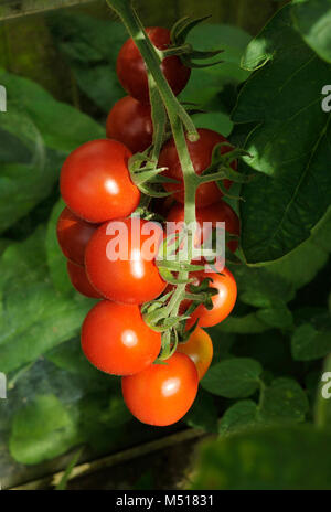 Truss reifer Alicante Tomaten an der Pflanze Rebe in einem Garten Gewächshaus. Stockfoto