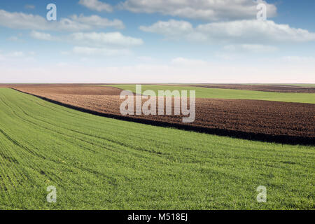 Grüne Weizen und gepflügten Feldes Landwirtschaft Landschaft Stockfoto