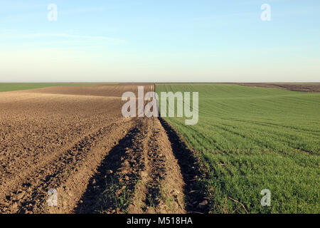 Junge grüne Weizen und gepflügten Feldes Landwirtschaft Landschaft Stockfoto