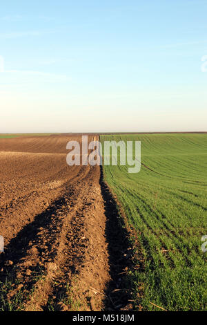 Junge grüne Weizen und gepflügten Feldes Herbst Stockfoto