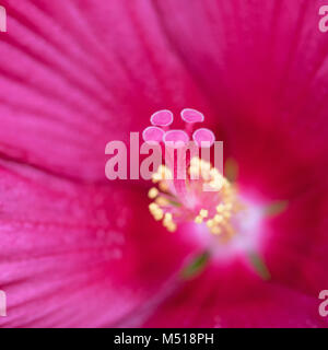 Makro Der blütenstempel einer rosa Hibiskus Blume Stockfoto