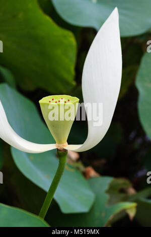 Weissen Lotus Teich in Xiamen Garden Expo Stockfoto