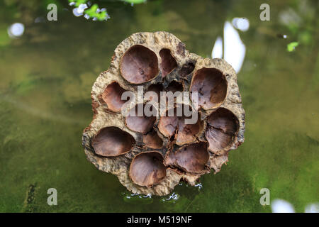 Getrocknete Lotus in grünen Teich, getrocknet seedpod Stockfoto