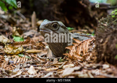 Heimat Neuseeland Tuatara Stockfoto