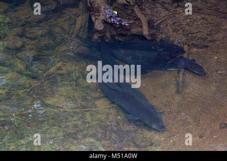 Longfin Aale in frischem Wasser Stockfoto