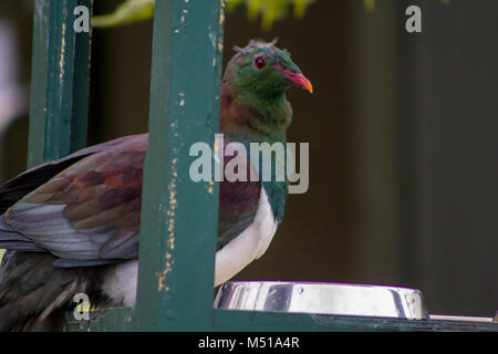 Neuseeland Ringeltaube Kereru Stockfoto