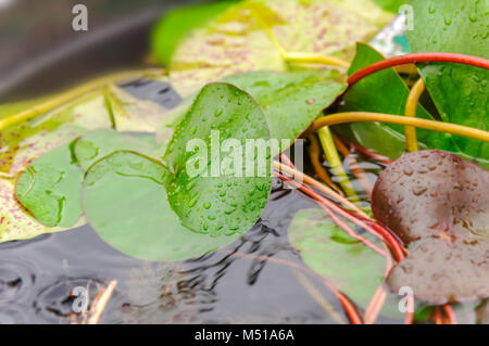 Seerose oder Lotus auf dem Wasser Stockfoto