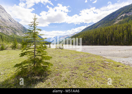 Athabasca River View West Kanada Stockfoto