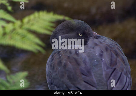 Nahaufnahme eines gefährdeten Blauen Ente, nur in Neuseeland gefunden Stockfoto