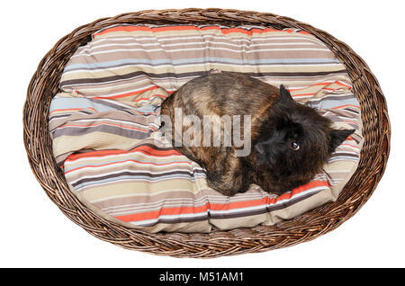 Cairn Terrier in Ihrem Korb auf der Matratze Stockfoto