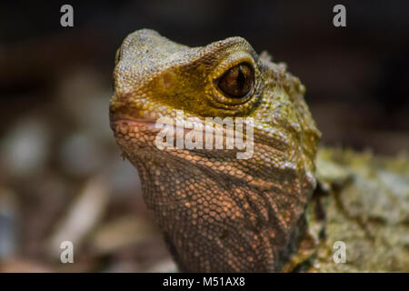 Heimat Neuseeland Tuatara Portrait Stockfoto