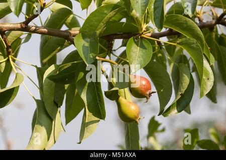 Wildbirne, Obst, Wilde Birne, Frucht, Früchte, Birnen, Wildbirne