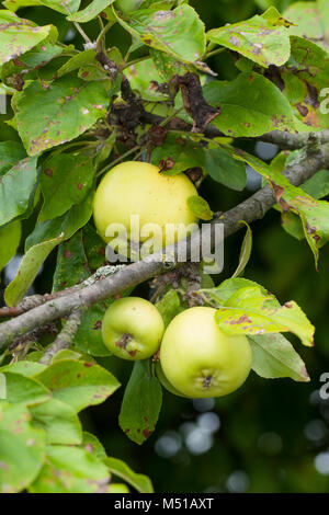 Wild-Apfel, Holz-Apfel, Wildapfel, Holzapfel, Apfel, Malus sylvestris, wilde Crab Apple Stockfoto