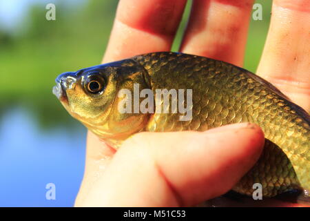 Preußische Karpfen auf die menschliche Hand gefangen Stockfoto