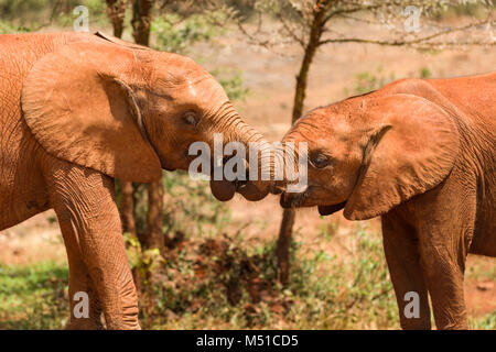 Zwei Kinder Elefanten twist ihre Stämme, zusammen zu spielen, David Sheldrick Wildlife Trust, Nairobi, Kenia Stockfoto