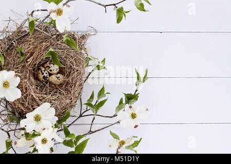 Bird's Nest mit gesprenkelten Eiern über einem weißen rustikalem Holz Tisch inmitten blühende Hartriegel Zweigen und Blumen. Bild geschossen von oben mit kopieren. Stockfoto
