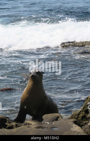 Wild Seelöwen am Strand von San Diego Stockfoto