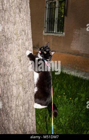 Schwarze und weiße Katze mit auf der Zunge, am Kabelbaum wird Kriechen auf Baum in der Nähe von urbanen Wohnungsbau Haus im Sommer Abend. Stockfoto