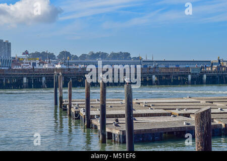 Die Möwen sitzen auf die Stangen im Wasser am Pier 39 in San Francisco Stockfoto