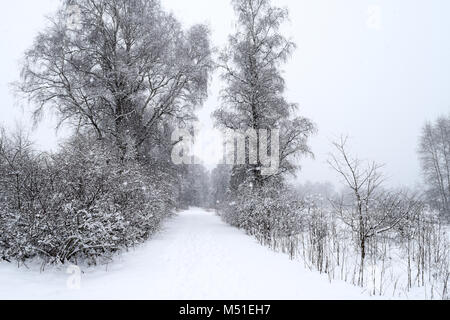 Winter Schwenninger Moos, der Ursprung des Neckars, Bäume sind weiß, schneit es, der Weg ist vollkommen weiß, Deutscher Naturschutzgebiet Stockfoto