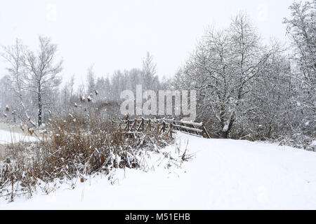 Winter Schwenninger Moos, der Ursprung des Neckars, Bäume sind weiß, schneit es, der Weg ist vollkommen weiß, Deutscher Naturschutzgebiet Stockfoto