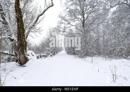 Winter Schwenninger Moos, der Ursprung des Neckars, Bäume sind weiß, schneit es, der Weg ist vollkommen weiß, Deutscher Naturschutzgebiet Stockfoto