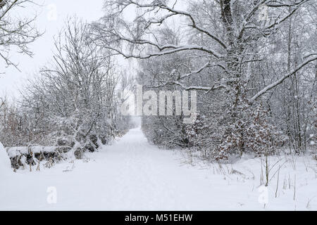 Winter Schwenninger Moos, der Ursprung des Neckars, Bäume sind weiß, schneit es, der Weg ist vollkommen weiß, Deutscher Naturschutzgebiet Stockfoto