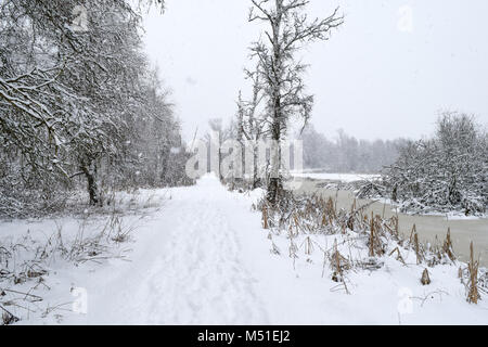 Winter Schwenninger Moos, der Ursprung des Neckars, Bäume sind weiß, schneit es, der Weg ist vollkommen weiß, Deutscher Naturschutzgebiet Stockfoto