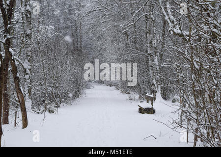 Winter im Schwenninger Moos, der Ursprung des Neckars, Bäume sind weiß, es schneit, den Weg und die Bank sind vollkommen weiß und voller Stockfoto