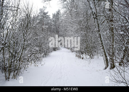 Winter im Schwenninger Moos, der Ursprung des Neckars, Bäume sind weiß, es schneit, den Weg und die Bank sind vollkommen weiß und voller Stockfoto