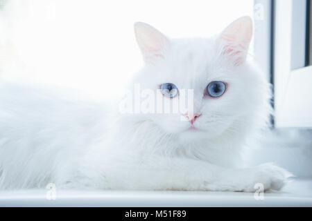 Weiße Katze an der Kamera sitzt in der Nähe der Fenster suchen Stockfoto