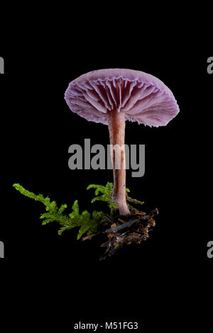 Studio Bild von Amethyst deceiver Fliegenpilz, Laccaria amethystina. Dorset England UK GB auf schwarzem Hintergrund Stockfoto