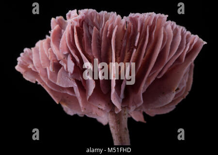 Studio Bild von Amethyst deceiver Fliegenpilz, Laccaria amethystina. Dorset England UK GB auf einem schwarzen Hintergrund. Stockfoto