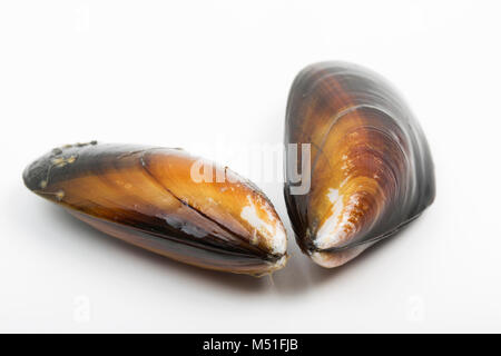 Live, Seil - gewachsene Muscheln Mytilus edulis, gekauft von einem Supermarkt. Die Tanks sollten schließen, wenn Sie auf der Taste eingezählt haben. England UK GB Stockfoto