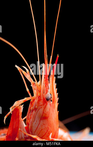 Eine gemeinsame Garnelen, gekocht Gekochte Palaemon serratus, in einem Garnelen Falle abgesenkt aus einem Pier. Dorset England UK GB Stockfoto