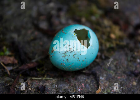 Blau gebrochen ei einer gemeinsamen Amsel auf dem Boden Stockfoto