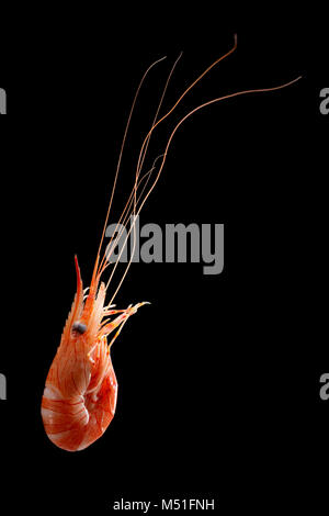 Eine einzige, gemeinsame gekocht Gekochte Garnelen, Palaemon serratus, die in einem Garnelen Falle geraten wurde gesenkt, eine Pier. Dorset England UK GB. Schwarzer Hintergrund Stockfoto