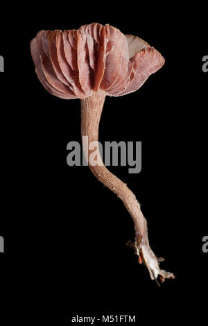 Studio Bild von Amethyst Betrüger Pilz, Laccaria amethystina. Dorset England UK GB auf schwarzem Hintergrund Stockfoto