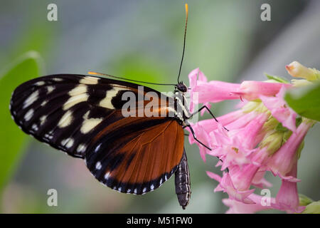 Schmetterling Stockfoto