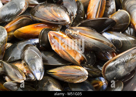 Live, Seil - gewachsene Muscheln Mytilus edulis, aus einem Supermarkt. Die Tanks sollten schließen, wenn Sie auf der Taste eingezählt haben. England UK GB Stockfoto