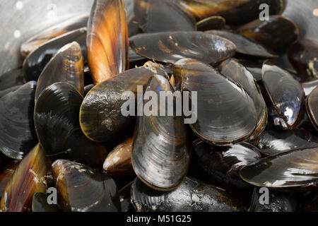 Live, Seil - gewachsene Muscheln Mytilus edulis, aus einem Supermarkt. Die Tanks sollten schließen, wenn Sie auf der Taste eingezählt haben. England UK GB Stockfoto