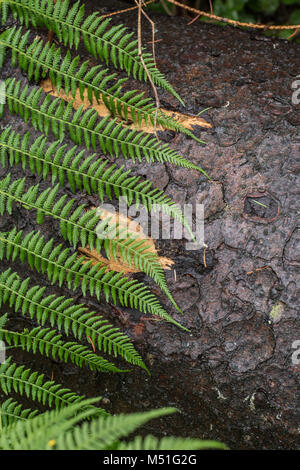 Wald, Wald nach Regen, Regen, Gras, Sommer, Hintergrund, Blatt Stockfoto