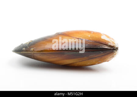 Live, Seil-gewachsen Miesmuschel, Mytilus edulis, aus einem Supermarkt. Die Schale sollte sich schließen, wenn Sie auf der Taste eingezählt haben. England UK GB Stockfoto