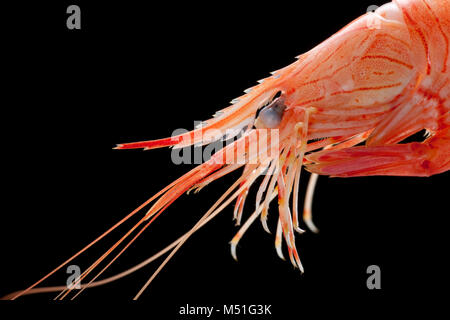 Eine gemeinsame Garnelen, gekocht Gekochte Palaemon serratus, die in einem Garnelen Falle geraten wurde gesenkt, eine Pier. Dorset England UK GB. Schwarzen Hintergrund. Stockfoto