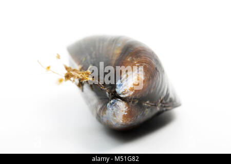 Live, Seil-gewachsen Miesmuschel, Mytilus edulis, aus einem Supermarkt. Das Bild zeigt den Bart oder Leinwand, dass die Muschel verwendet, sich selbst zu Felsen zu befestigen. Stockfoto