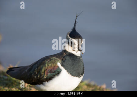 Nahaufnahme des nördlichen Vogels des Vereinigten Königreichs, grüner Taucher (Vanellus vanellus), der isoliert im Freien in der Wintersonne im Feuchtgebiet steht. Stockfoto