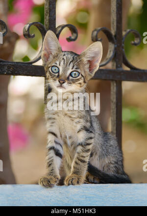 Nette junge gestromte Katze Kätzchen auf einem Garten Wand mit einem schmiedeeisernen Zaun und aufmerksam auf der Suche mit blauen Augen, Chios, Nördliche Ägäis, Griechenland sitzen Stockfoto